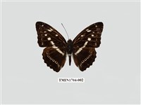 藏品(白圈帶蛺蝶)的圖片